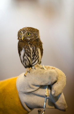 tylerknott:  This is Thor, and since today is Thursday, it’s his day, so this is appropriate.  Thor is a Pygmy Owl and I love him so much.  I didn’t get to spend much time with him, and I posted an Instagram of him once before, but this is a bit