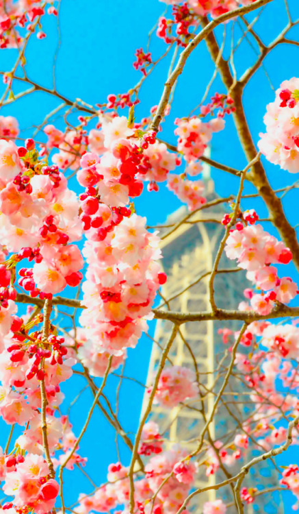 dayanafrias01:  Cherry Blossoms