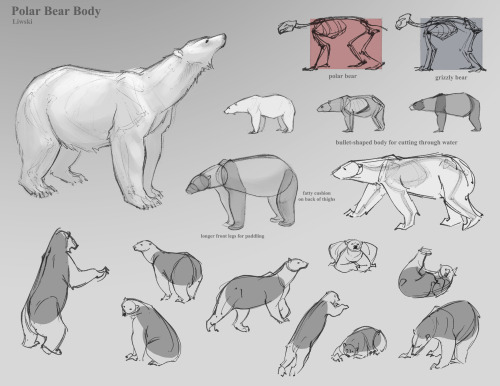 zebrafeets-art:I did these for my animal drawing final, but I figured they might be useful for someo