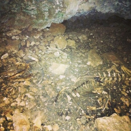 Went #treasure hunting in #caves yesterday #lipsi #greece #dailygoat #skeleton #bones #goat