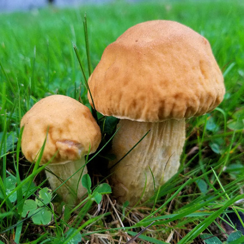 Since we’re all cemetery shrooming, apparently, here is my haul from today. Jack o’ lanterns (very a