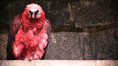 jackscarab:  thecheshirecass:  simplytheanthropic:   My all time favorite animal. The red-bearded vulture.  The bearded vulture, or lammergeier, lives on a steady diet of bones (more specifically the marrow) and dyes its own feathers blood red.  Bearded