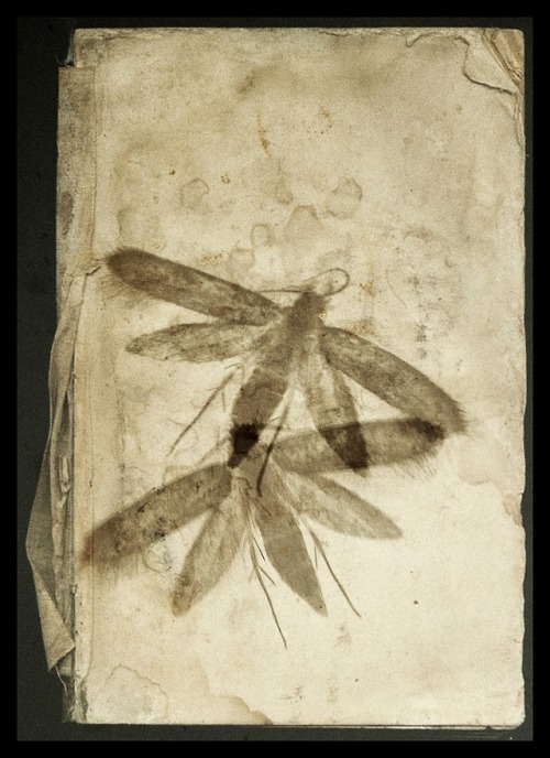 stonelantern: Moth Diary by stonelantern