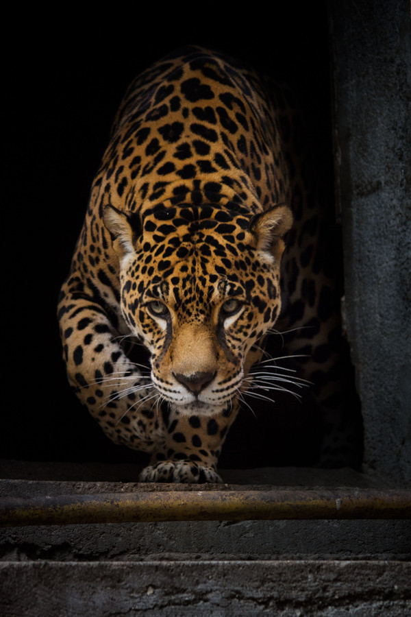 itinsightus:  jaguar by YllivillY 