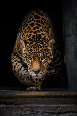hugging-wildness:  Jaguar | Villy 