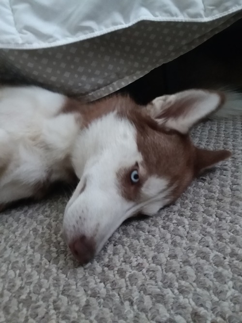 He always wants to hang out under the bed for some reason.