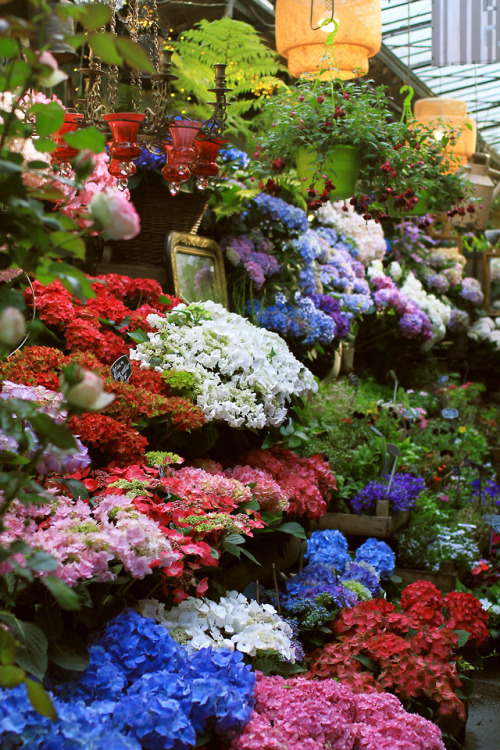 predictablytypical:Paris flower market 