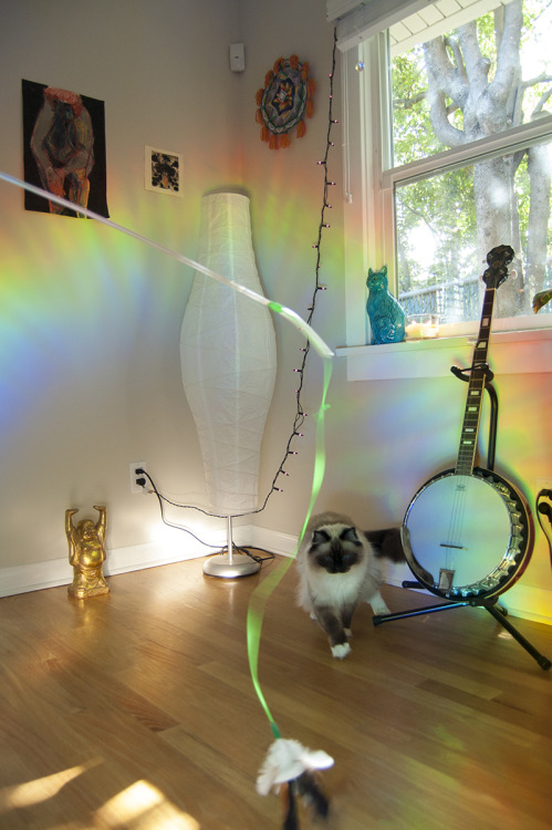 space-grunge:Frankie playing in the rainbows.Follow Frankie on Instagram, @frankiepuss!