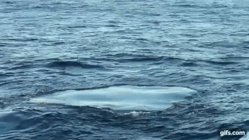 Whale Flukeprint