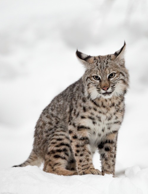 beautiful-wildlife:  Cuteness Personified (With very sharp teeth) by Hali Sowle Juvenile Bobcat. 