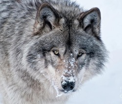 Beautiful-Wildlife:  Timber Wolf By Michael Cummings