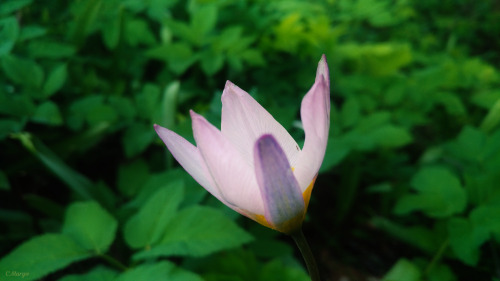 (. Tlipa Ptens), 10 . 24. The Tulipa Patens, Is Listed In 10 Regional Red Books Of The Russian Federation.