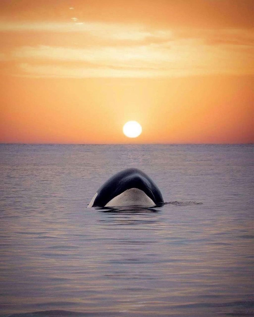 dark34angel:Playful moments. 💦 The killer whale, otherwise known as an orca, inhabit all oceans of the world. While they are most abundant in colder waters like Alaska, Antarctica, and Norway, they are also spotted in tropical and subtropical waters