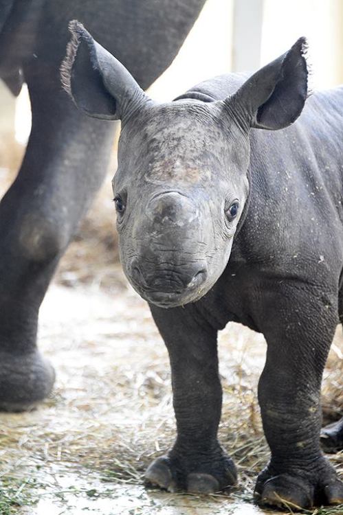 Another Big Baby For Zoo MiamiOn Sunday May 25th, a Black Rhinoceros was born just after 11:00 pm. T