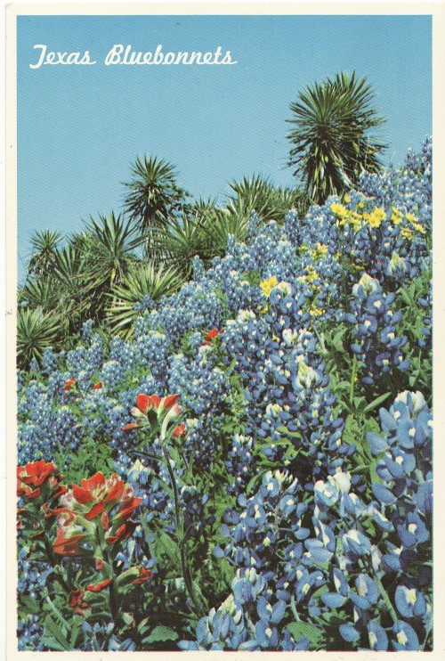 elranchonotsogrande: Texas Bluebonnets.  Vintage postcard.  From my personal collection.