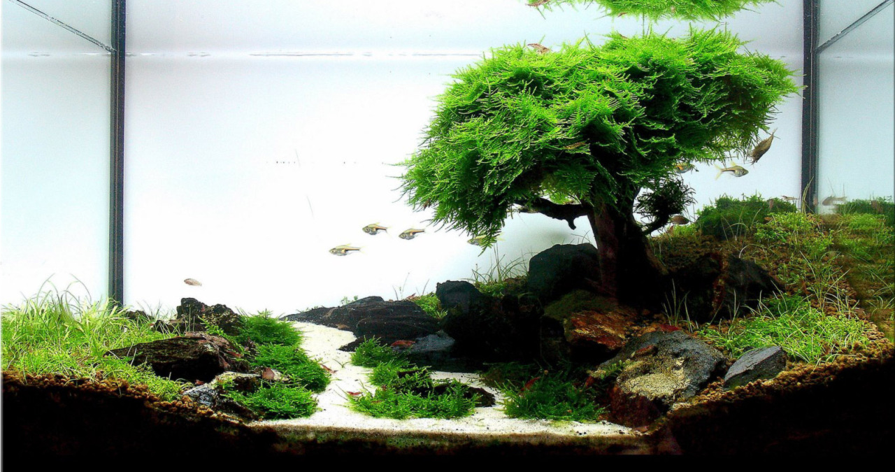 pocketpenniless:  Phenomenal aquarium designs! 