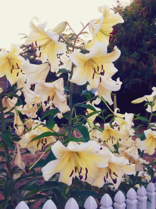 Lilies 💖