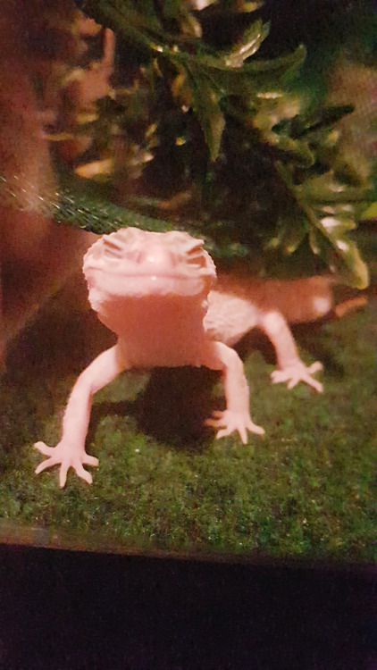 A photographer took photos of my gecko before and after calling her beautiful.