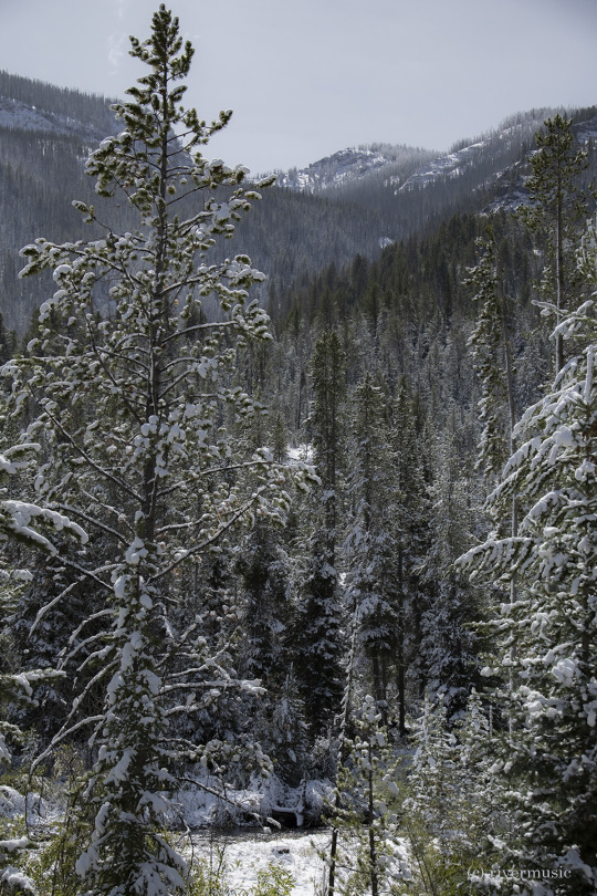 An early winter wonderland, Shoshone National Forest, Wyoming. These conditions don’t last long. The sun and wind will quickly...