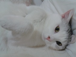 i-justreally-like-cats-okay:  Kunfu kitty! 
