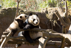 giantpandaphotos:  Xiao Liwu and his mother Bai Yun at the San Diego Zoo, California, on February 17, 2013. © Continuum. 