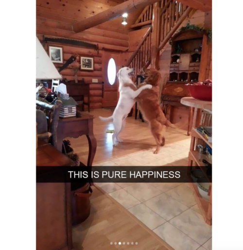 babyanimalgifs:  doggo snaps