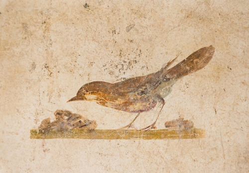 via-appia:Fresco of a bird, Villa PoppaeaRoman, ca. 70 AD  