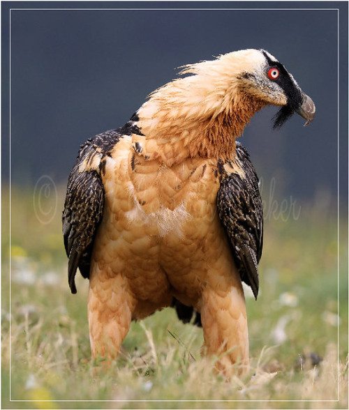 Bearded Vulture (Gypaetus barbatus) © Cornelis Bakker