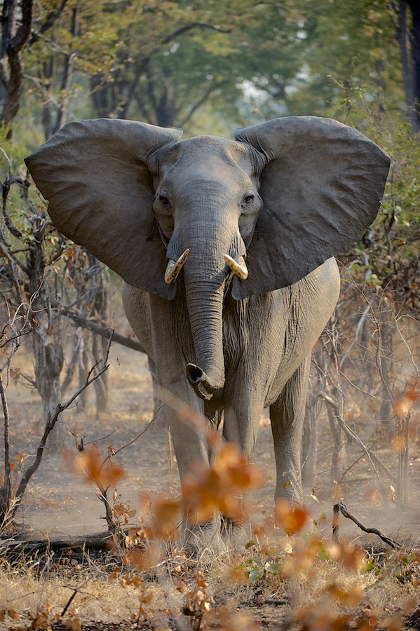 radivs:  'Attack' by Stefan Rosengarten 