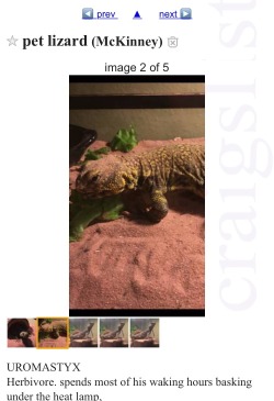 gimmeteeth:  Hi guys, I dont make a lot of posts at all but I found this Morroccan(?) Uromastyx on craigslist thats in the McKinney, TX area that is in need of a home. Its being fed mealworms and lettuce (uromastyx are strictly herbivorous and should