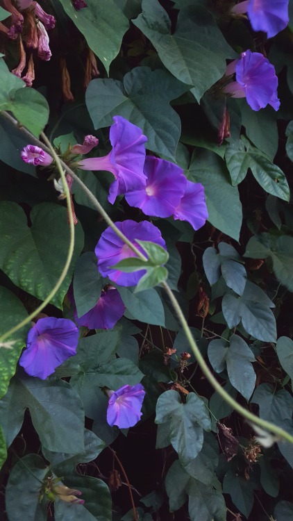 bio-child:Morning Glory.The seeds of many species of morning glory contain alkaloids such as th