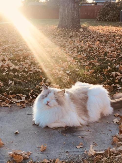 spellboundstitchings:markv5:“Моя кошка любит осень”magic cat, full of light and goodness <3Very g