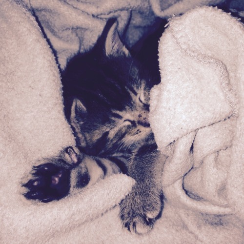 constantine-spiritworker:  OMG how can you not just melt into a hopeless puddle when you look at those paws and that sleepy face and the kitty freckles 