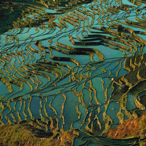 odditiesoflife:China’s Incredible Colored Rice TerracesIncredible panoramic views of colored rice te
