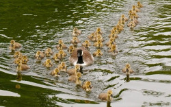 becausebirds:  tittyrants:  whatthefauna:  Adoption of unrelated kin is common in geese, as well as other waterfowl. These parents hit the jackpot, with 40 goslings in tow.Image credit: Geoffrey Swaine  this would be a good movie, the live action kind