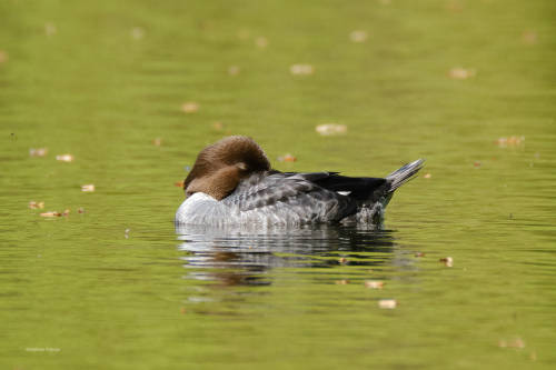 And the last one in the “floating-duck-series”;-): some female goldeneyes