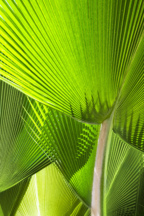 tranquillity-bay: Organic Modern here☯ ♡♡ active jungle blog ♡♡