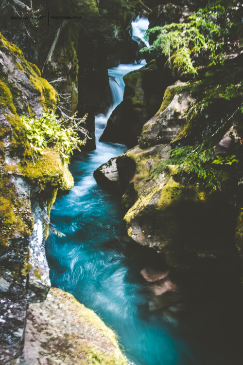 macalaelliottphotography:View of Avalanche Creek | Trail of the Cedars | Glacier National ParkMacala