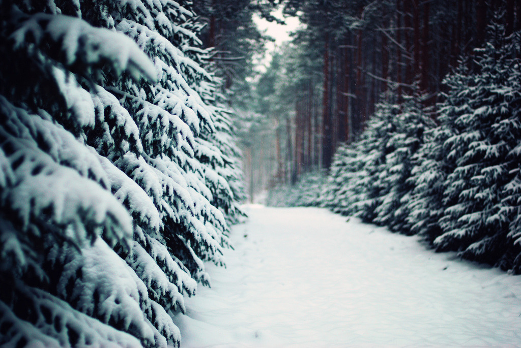 englishsnow:  winter in Poland by Erik Witsoe 