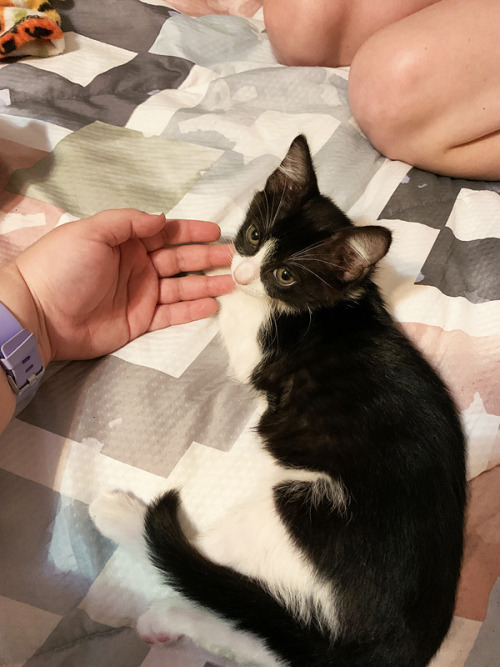 Teeny tiny babbies. Trudy (black/white) and Dangle (orange).A friend of @thenakedvampire had a surpr