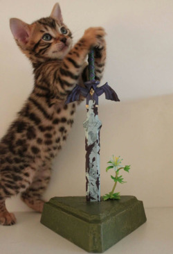 nintendocafe:  Can this kitten wield the Master Sword? Photo by Aerik_ 