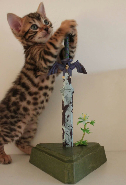 nintendocafe:Can this kitten wield the Master Sword?Photo by Aerik_