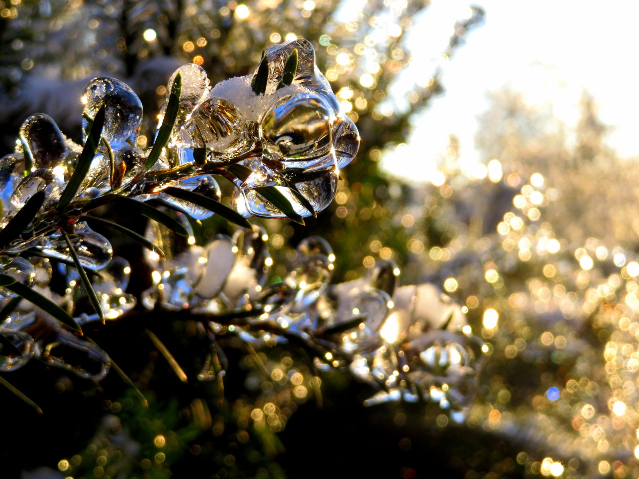 a-broken-clockwork-heart:  Okay so we’ve had the giant ice storm here in southern