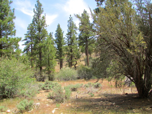 letsbeforestfriends:  big bear, california in may 2014 by letsbeforestfriends