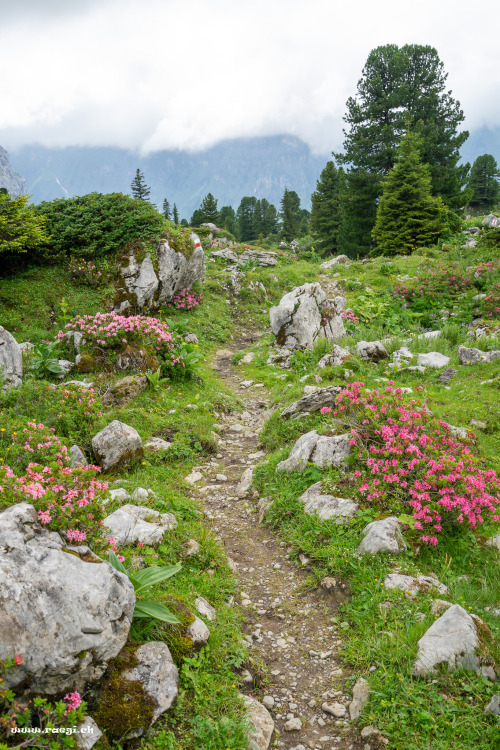 raegi-foto:Wanderweg