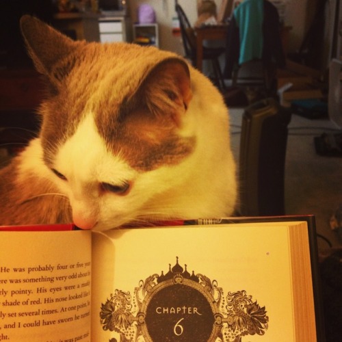 chocolatequeennk: Reading with Smokey @mostlycatsmostly