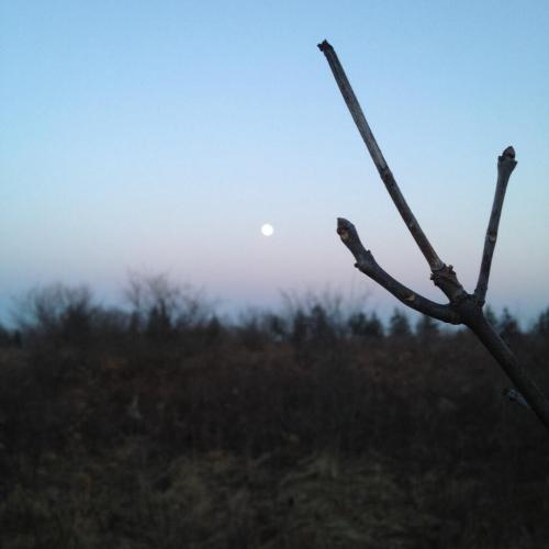 Moon twig. Photo by Jonas Wisser.