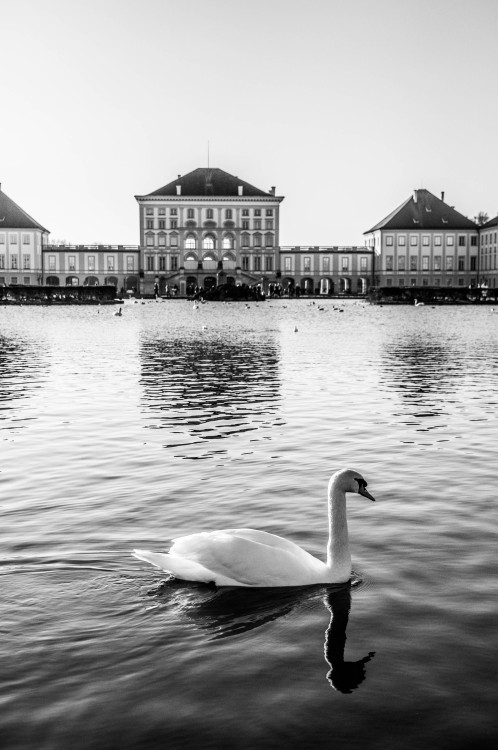 In the other world live the black swans, the shadow mirrors of ourselvesMunich, February 2019