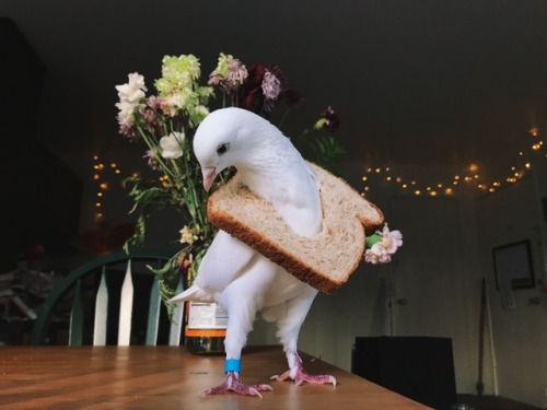 serotina:  Pidge the pigeon got a slice of bread stuck around her neck yesterday, so she asked other pigeons of Instagram to do the #breadslicechallenge to help her feel less embarrassed. Miu was very happy to participate!