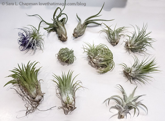 Know any names? Gifted eleven air plants!! https://www.lovethatimage.com/blog/2021/11/air-plants/ #tillandsia#air plants#indoor garden